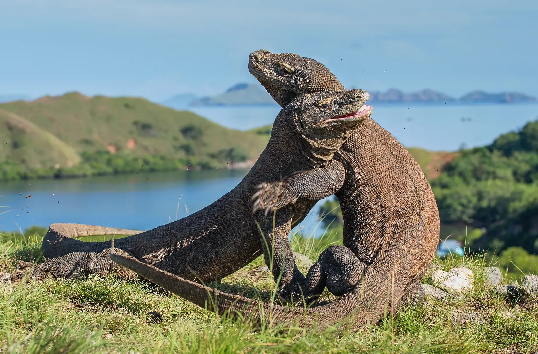 Komodo National Park